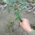 油茶苗树苗本地品种非杂交苗小籽苗优质苗茶树苗