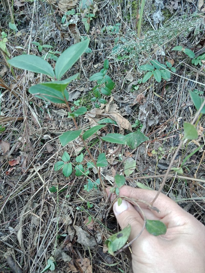 油茶苗树苗本地品种非杂交苗小籽苗优质苗茶树苗