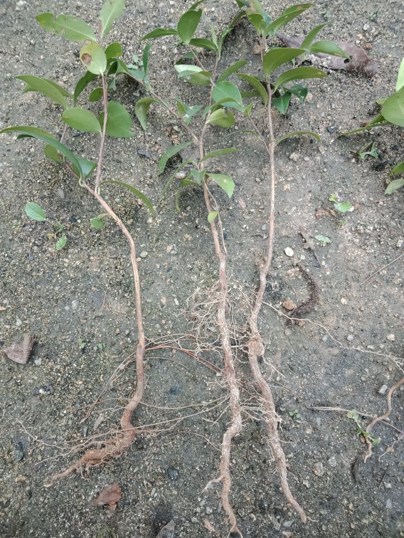 油茶苗树苗本地品种非杂交苗小籽苗优质苗茶树苗