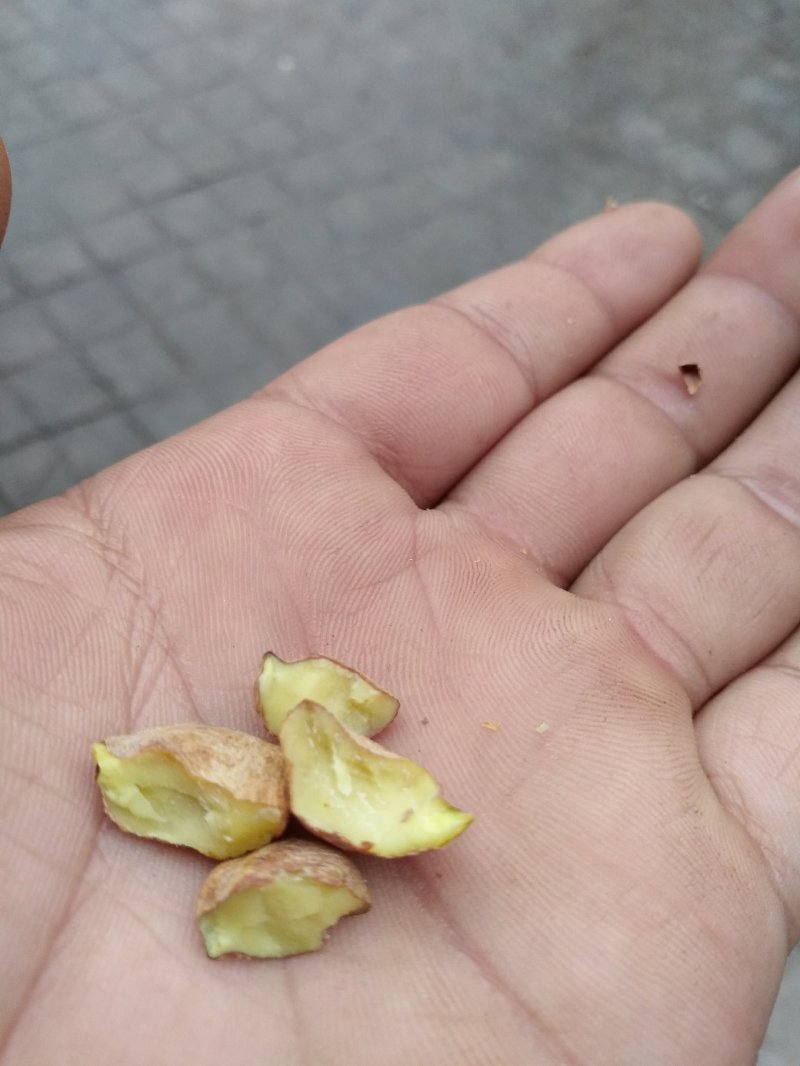油茶籽，高山小米子出油率高！