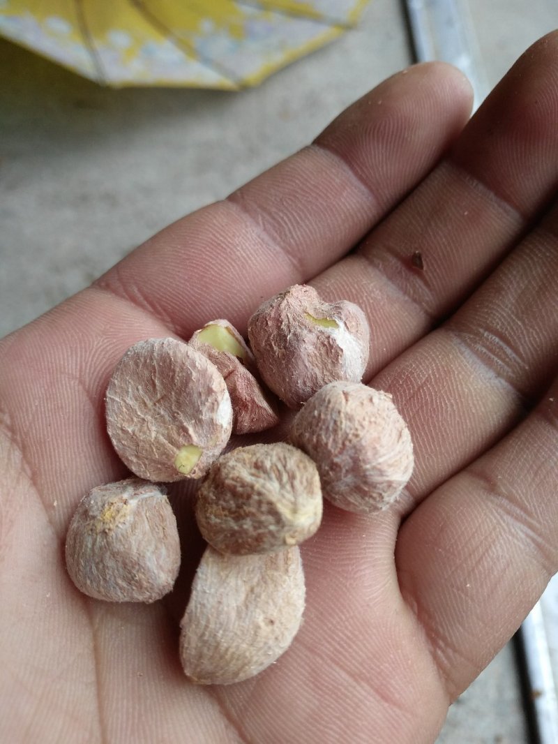 油茶籽，高山小米子出油率高！