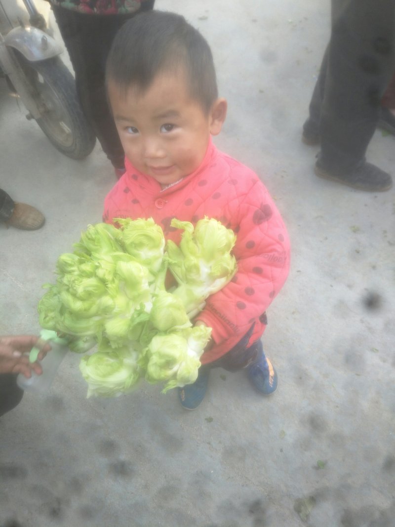 儿菜