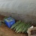 大量供应成品芦荟，和规格齐全芦荟苗，量大从优。诚招代理！
