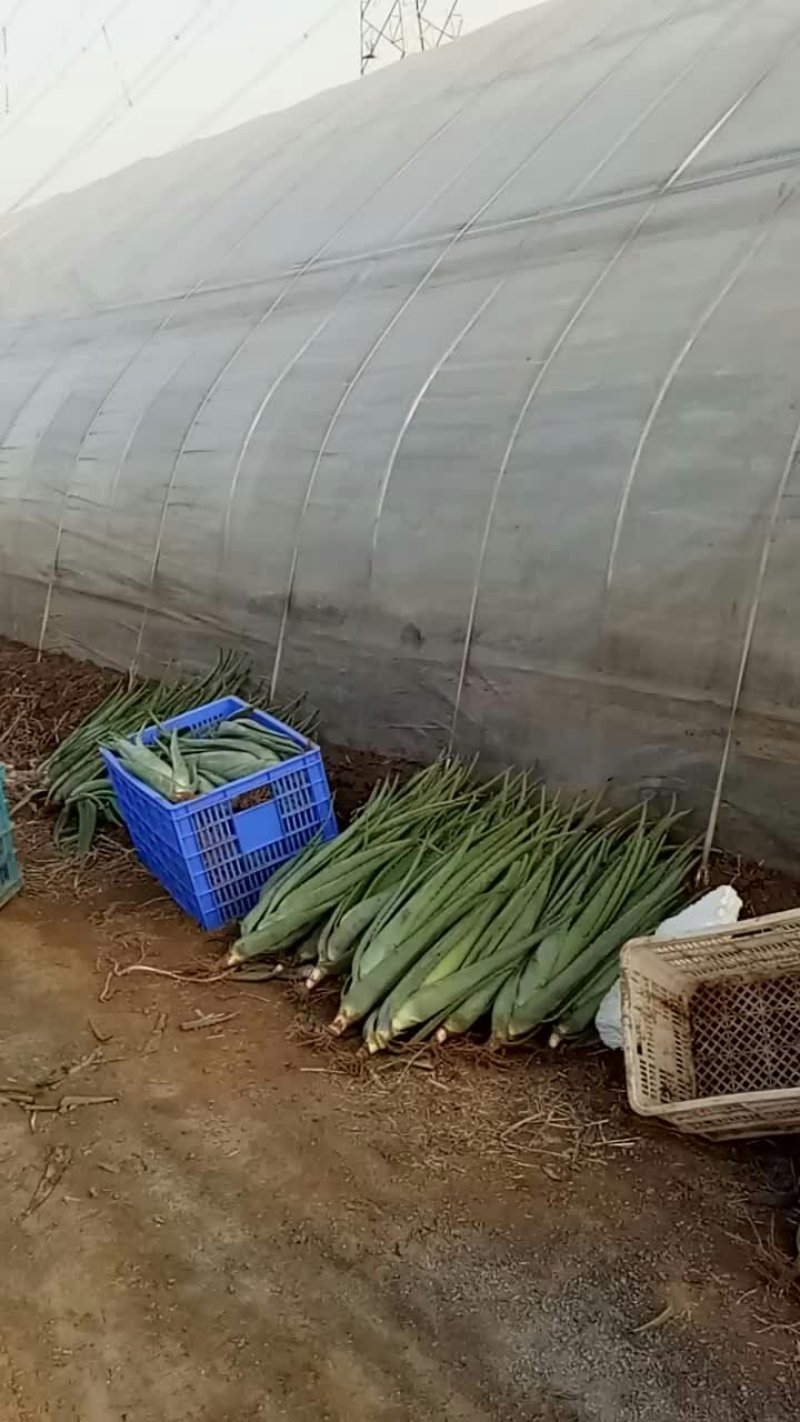 大量供应成品芦荟，和规格齐全芦荟苗，量大从优。诚招代理！