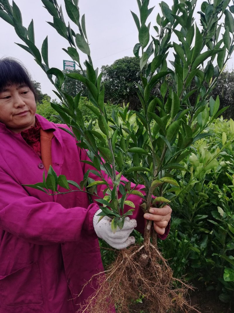 南丰蜜橘树苗沙糖桔树苗提供栽培技术