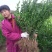 南丰蜜橘树苗沙糖桔树苗提供栽培技术