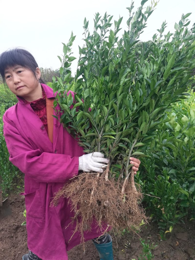 南丰蜜橘树苗沙糖桔树苗提供栽培技术