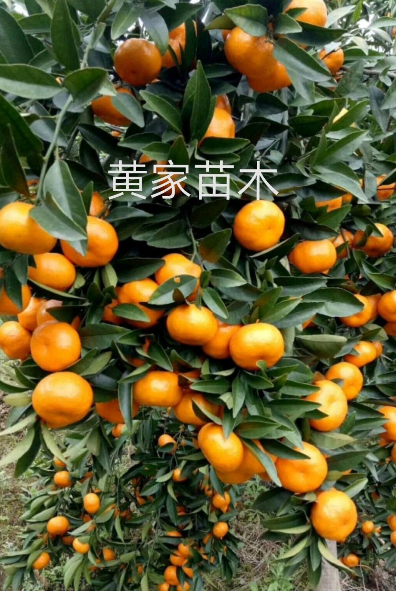 南丰蜜橘树苗沙糖桔树苗提供栽培技术