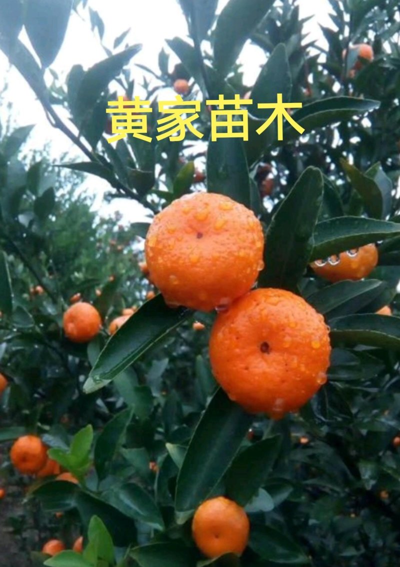 南丰蜜橘树苗沙糖桔树苗提供栽培技术