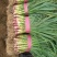 【牛商优选】红根蒜苗每年十月以后大量上市