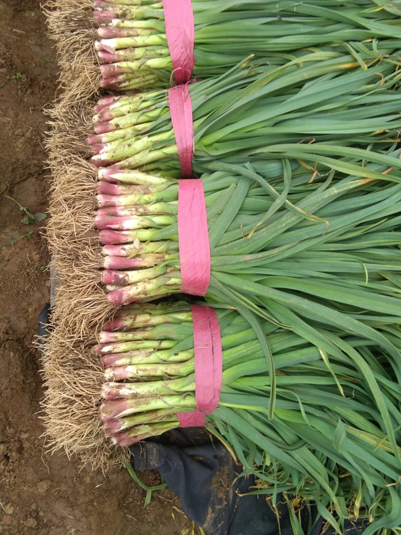 【牛商优选】红根蒜苗每年十月以后大量上市