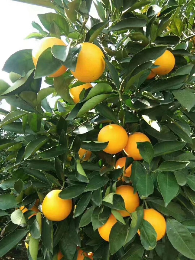 黔阳冰糖橙