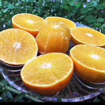 黔阳冰糖橙