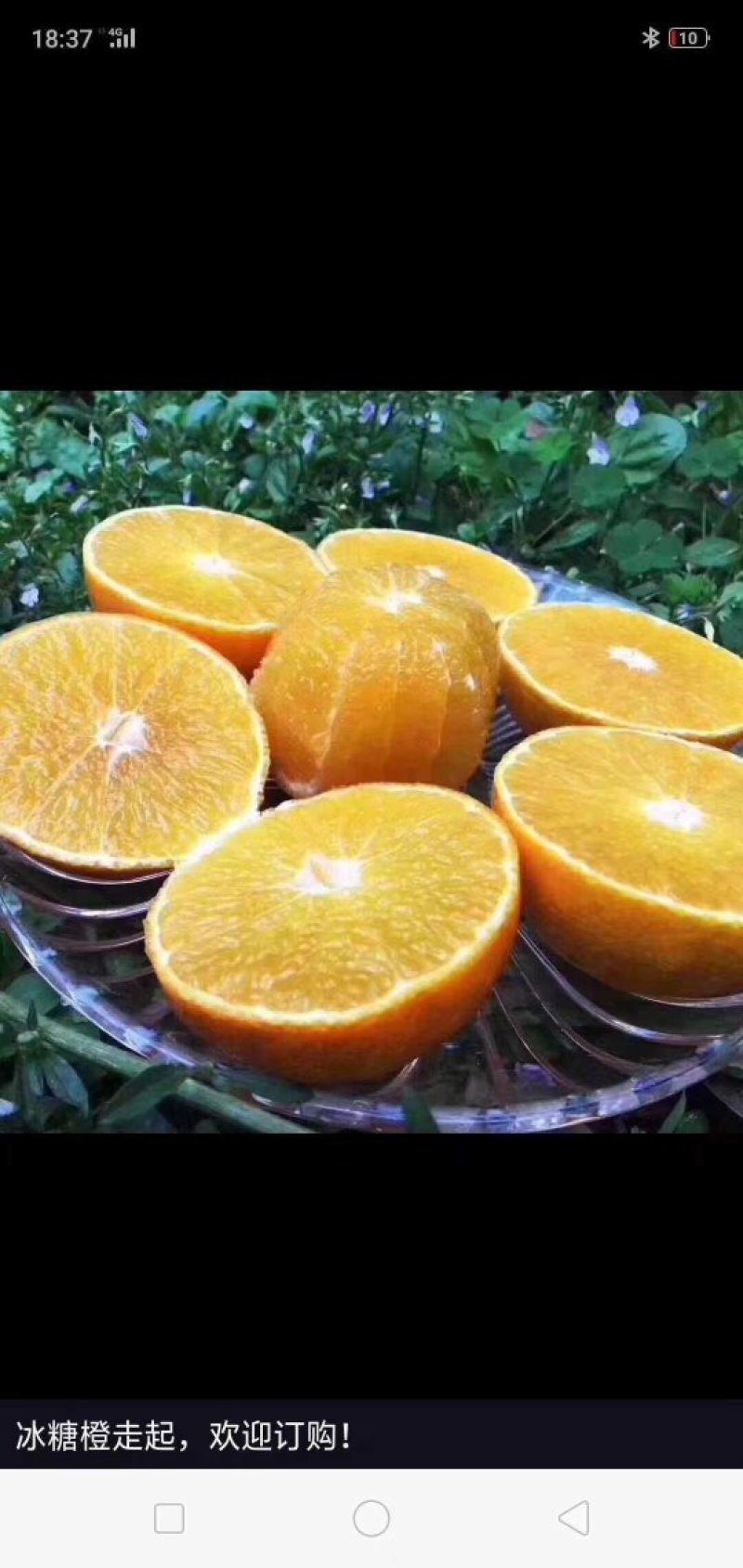 黔阳冰糖橙