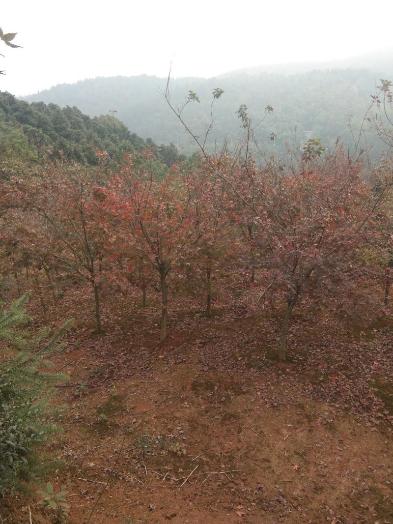 【优选】江西基地五角枫九江五角枫从生五角枫