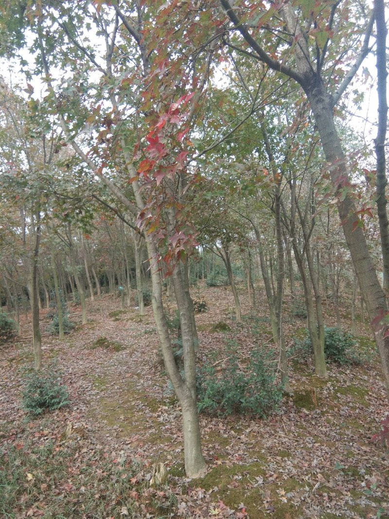 【优选】江西基地五角枫九江五角枫从生五角枫