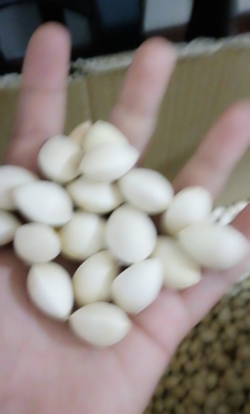 白果