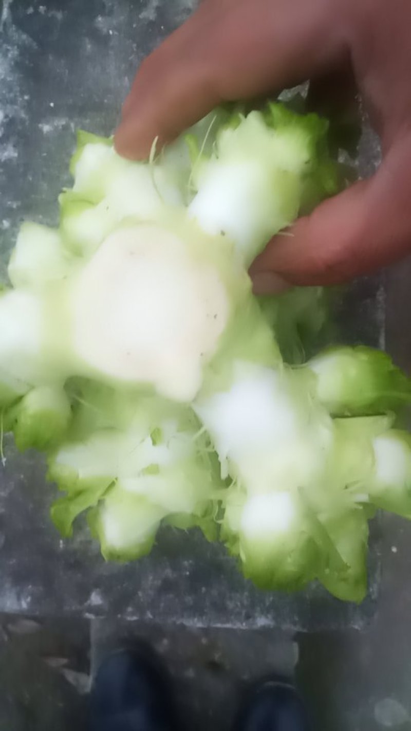 儿菜