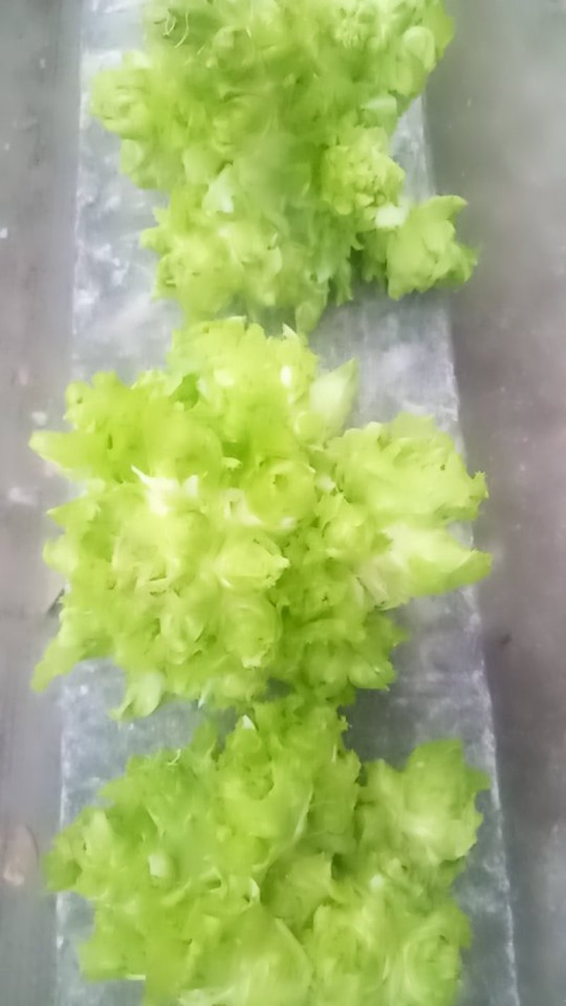 儿菜