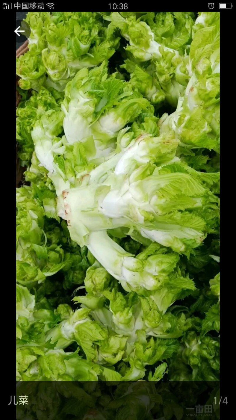 儿菜跌价了