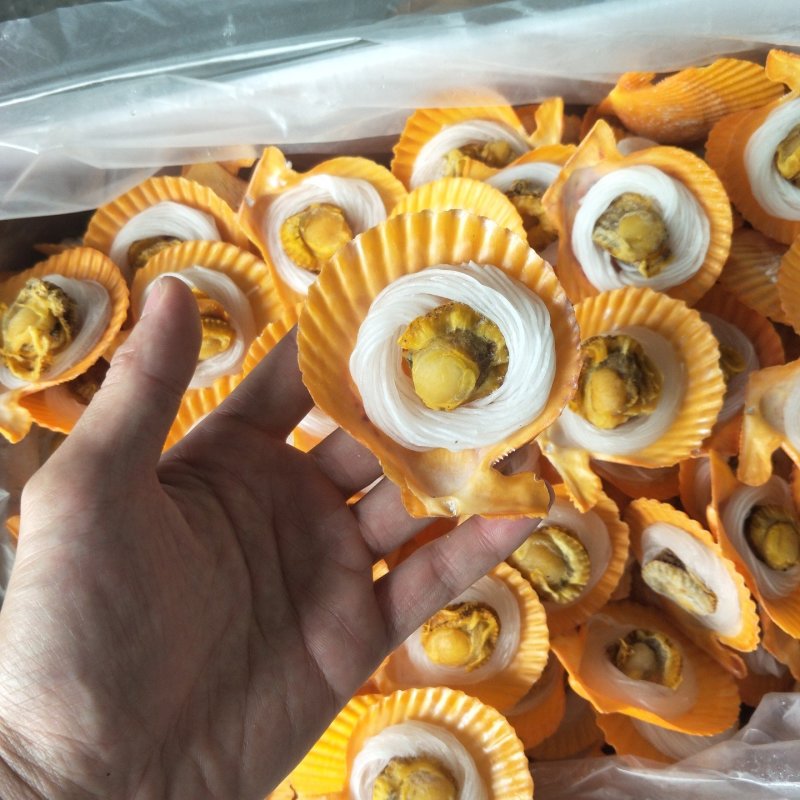 粉丝黄金贝
