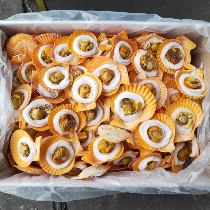 粉丝黄金贝