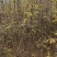 大红袍花椒苗地径0.8公分粗以上量大