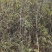 大红袍花椒苗地径0.8公分粗以上量大