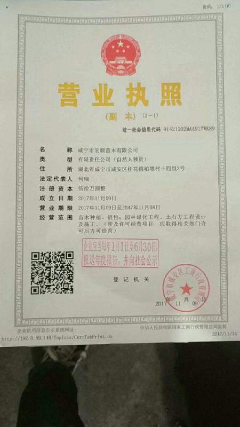 扦插培养桂花小苗金桂丹桂壮元红四季桂苗场直销