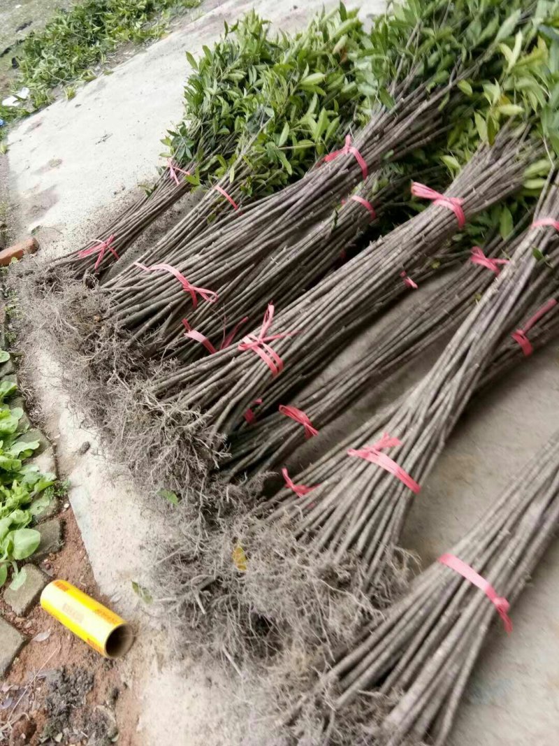 扦插培养桂花小苗金桂丹桂壮元红四季桂苗场直销