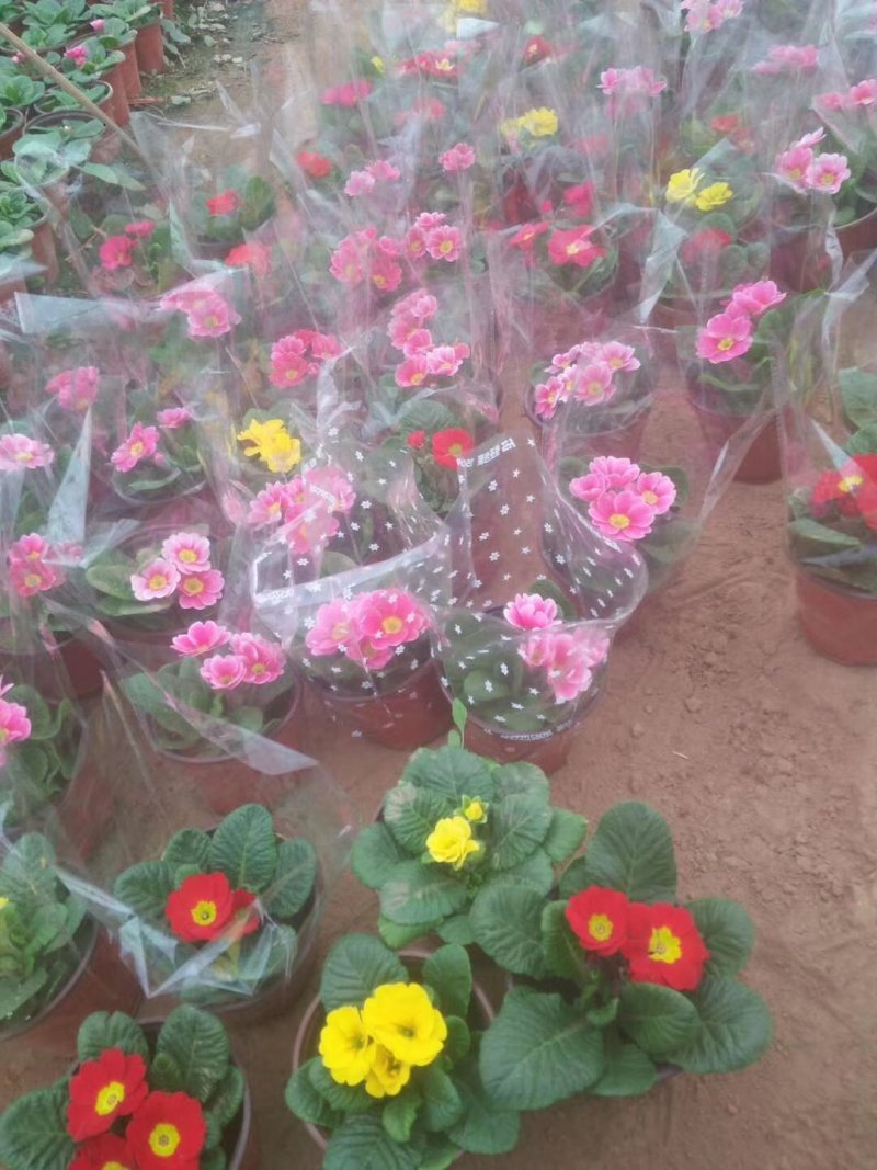 报春花基地直销量大从优