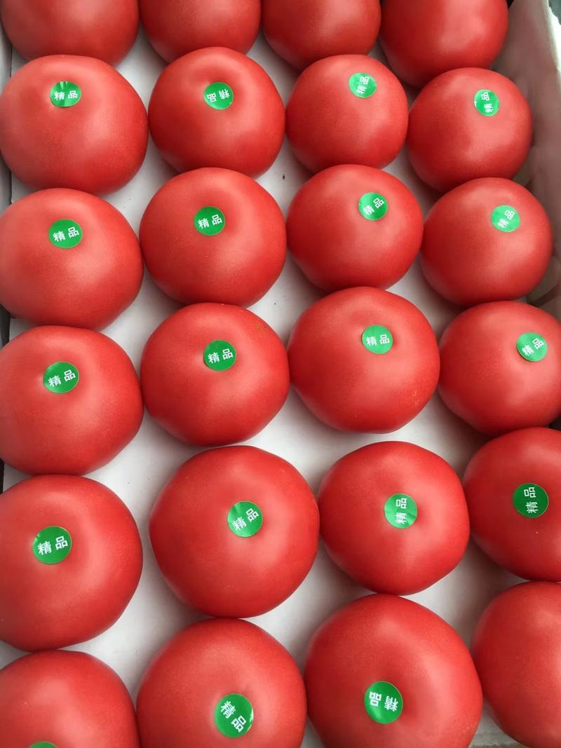 【实力】硬粉西红柿大量上市粉糯香甜品质保障欢迎顶购