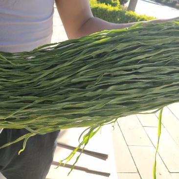 贡菜