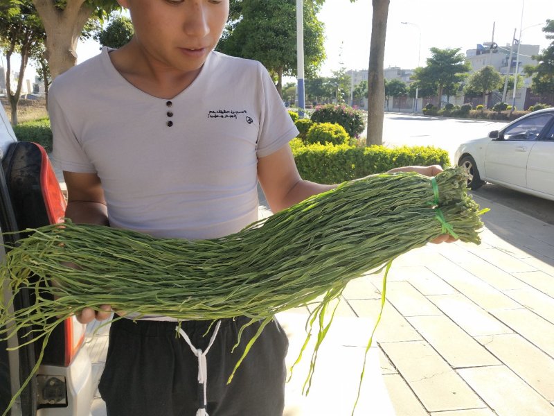 贡菜