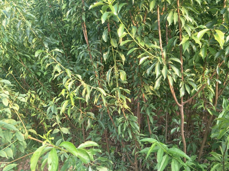 桃子苗，冬桃苗，五月脆桃，凤凰桃，胭脂脆桃，皮球桃