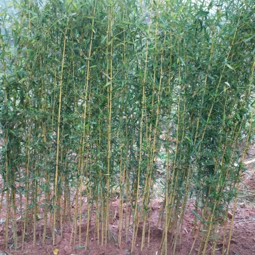金镶玉竹紫竹苗青竹苗龟甲竹金镶玉竹苗罗汉竹苗庭院