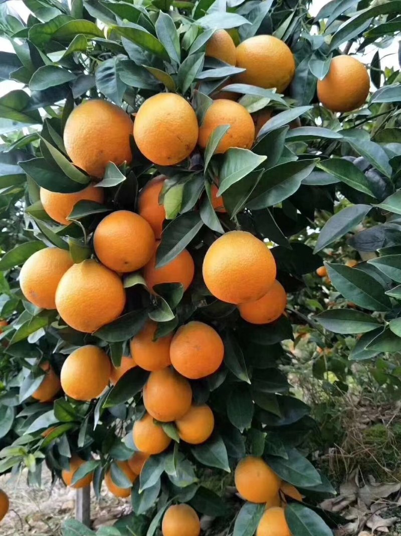 赣南脐橙招代理批发零售好吃水多支持一件代发