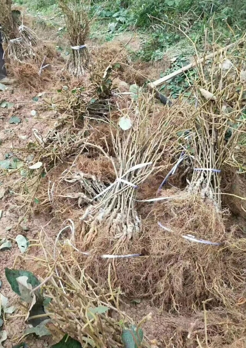 上虞章镇：红阳猕猴桃苗