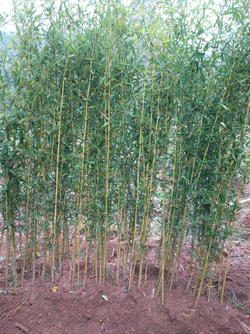 龟甲竹紫竹苗青竹苗龟甲竹金镶玉竹苗罗汉竹苗庭院阳