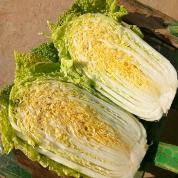 【精品】娃娃菜一首货源产地销受，基地供应