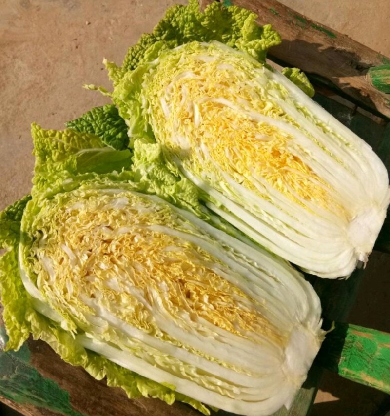 【精品】娃娃菜一首货源产地销受，基地供应