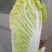 【精品】娃娃菜一首货源产地销受，基地供应