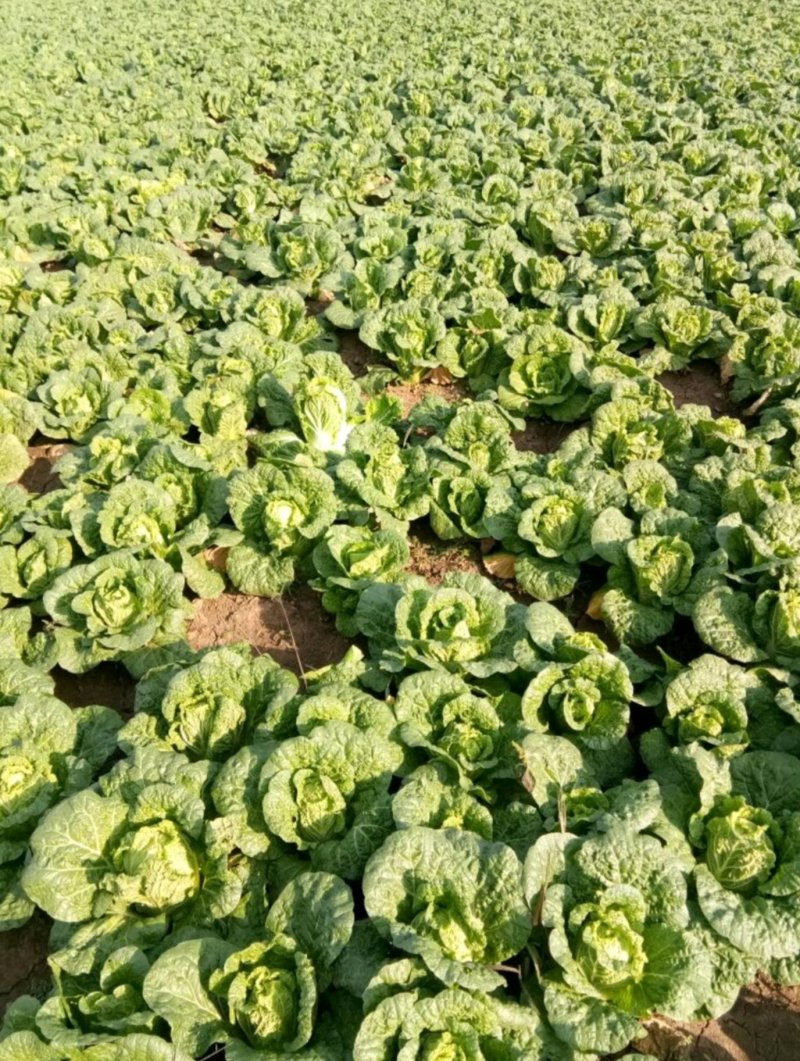 【精品】娃娃菜一首货源产地销受，基地供应