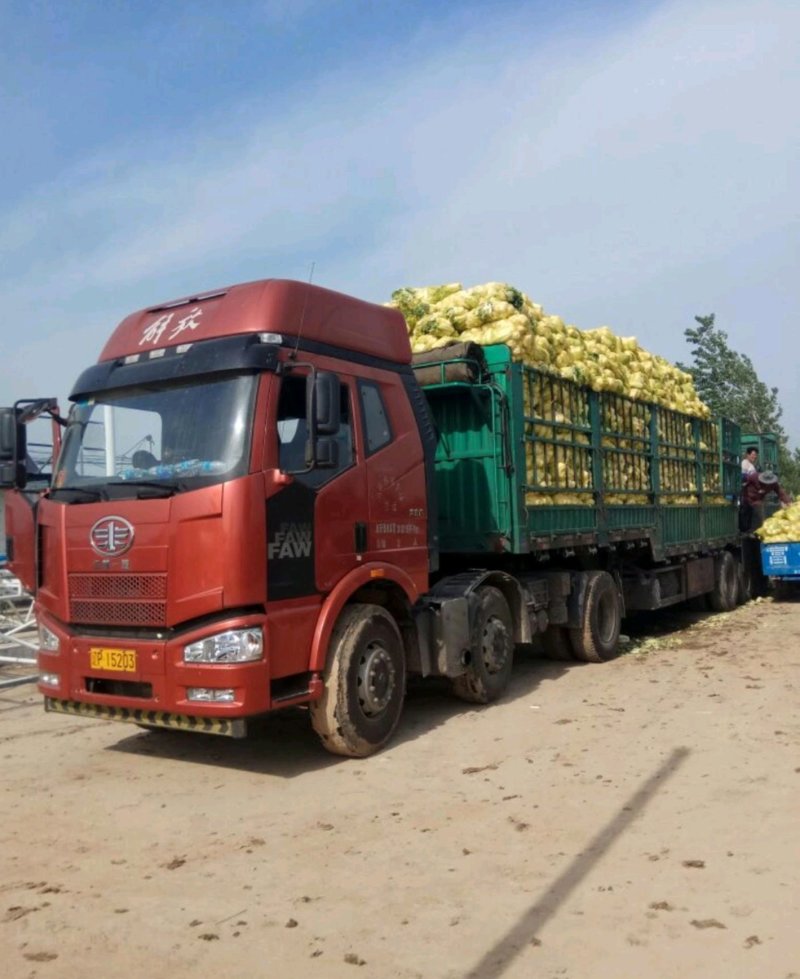 【精品】娃娃菜一首货源产地销受，基地供应