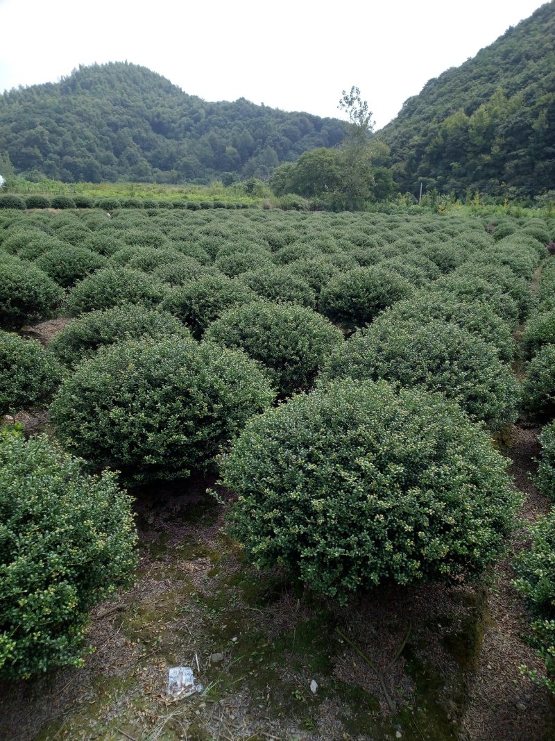龟甲冬青