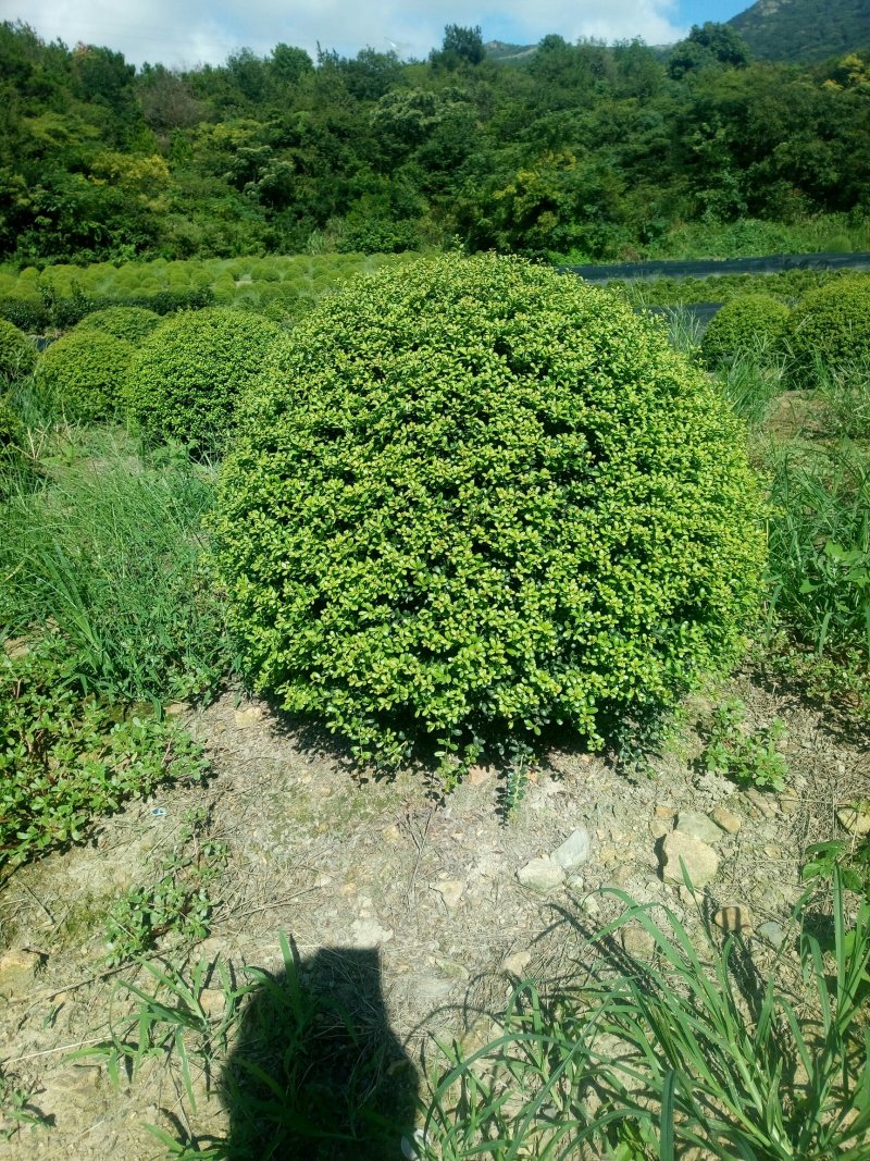龟甲冬青