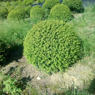 龟甲冬青