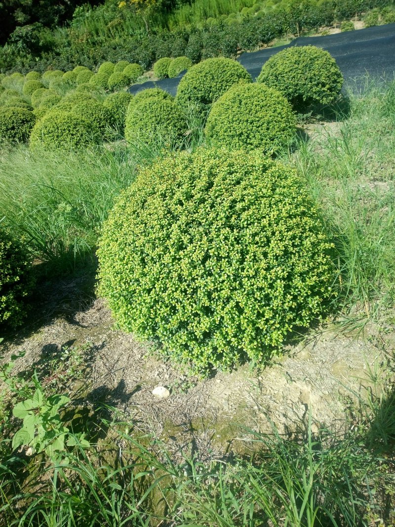 龟甲冬青
