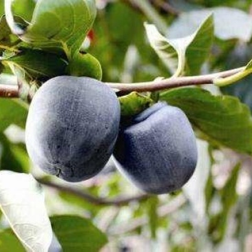 黑柿子种苗纯正嫁接苗基地直供十颗起包邮保纯正。