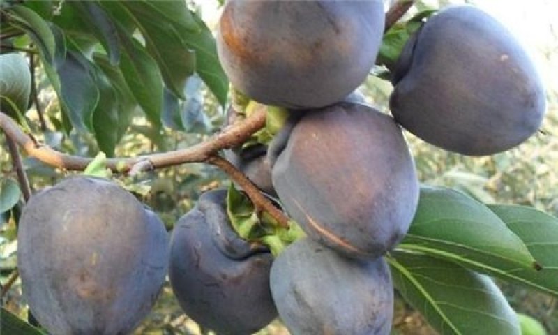 黑柿子种苗纯正嫁接苗基地直供十颗起包邮保纯正。